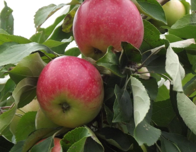 Jabloň "Šampion" zimná, podp. A2, kont. 5l