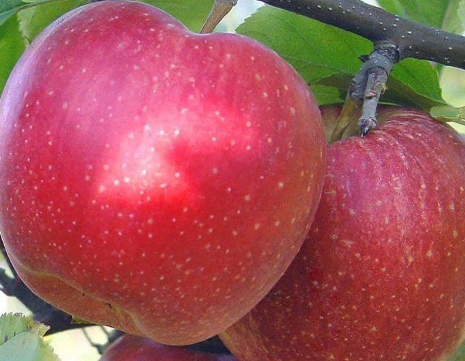 Jabloň "Topaz" zimná, podpn. M9, voľnok.