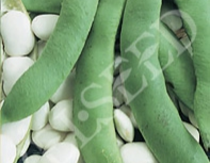 Zelseed Fazuľa záhradná tyčová ´Albena´