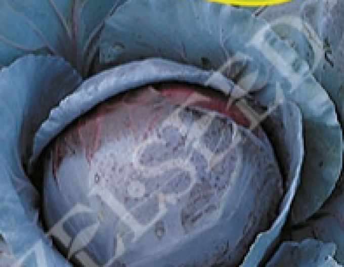 Zelseed Kapusta hlávková červená ´Mars´