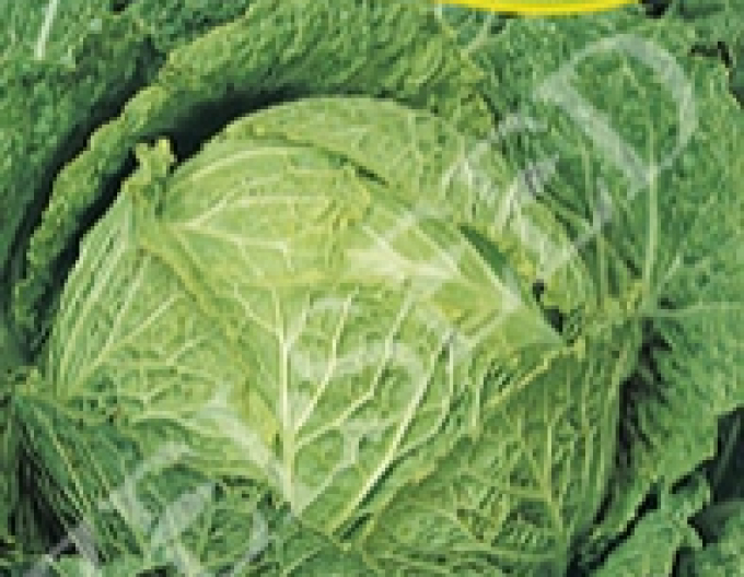 Zelseed Kel hlavkový ´Predzvesť´