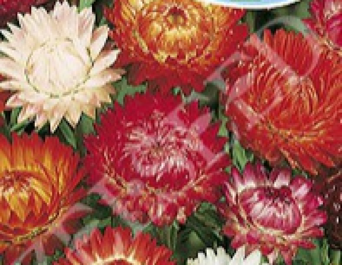 Zelseed Slamienka vysoká  ´Zmes´