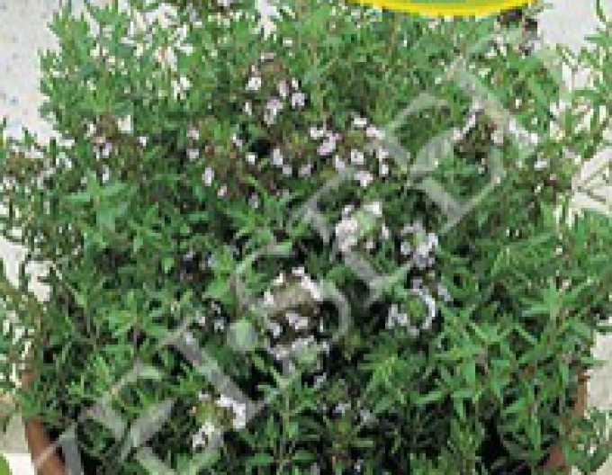 Zelseed Dúška tymiánová