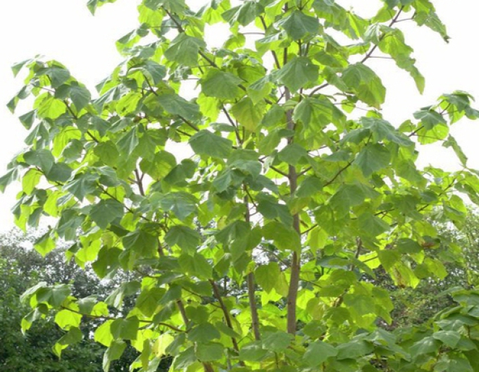 Paulovnia plstnatá