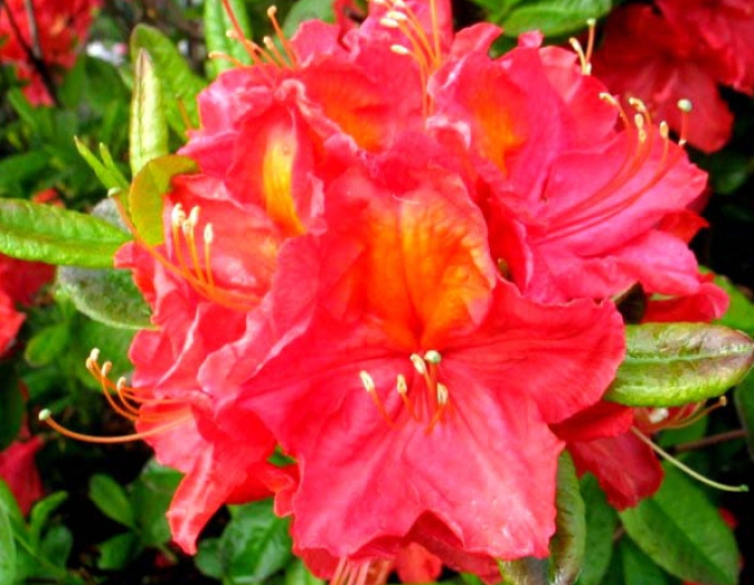 Azalka veľkokvetá ´Juanita´