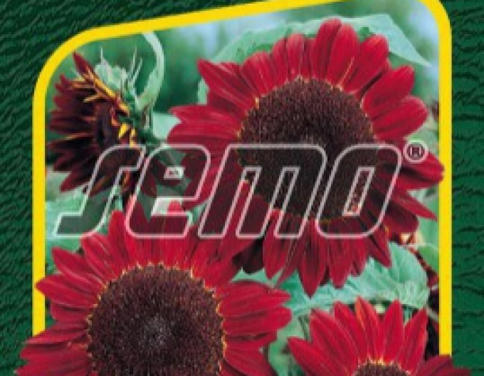 Semo Slnečnica ročná ´Červená´