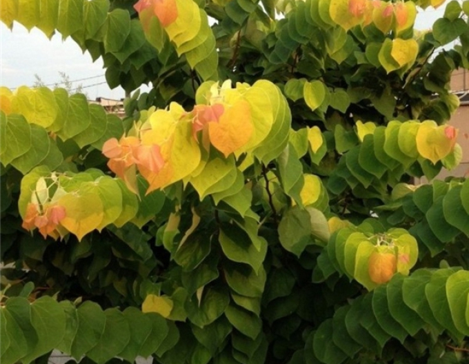 Judášovec kanadský ‘Rising Sun’ 125 - 150cm