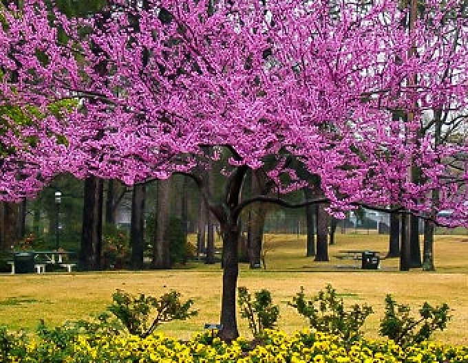 Judášovec kanadský ‘Rising Sun’ 80cm