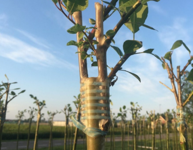 Štepárska gumička 200x6mm