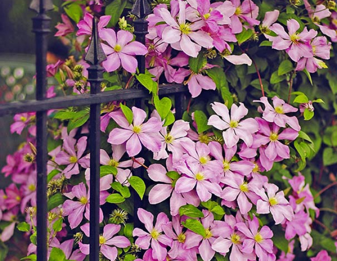 Plamienok ´Comtesse de Bouchaud´