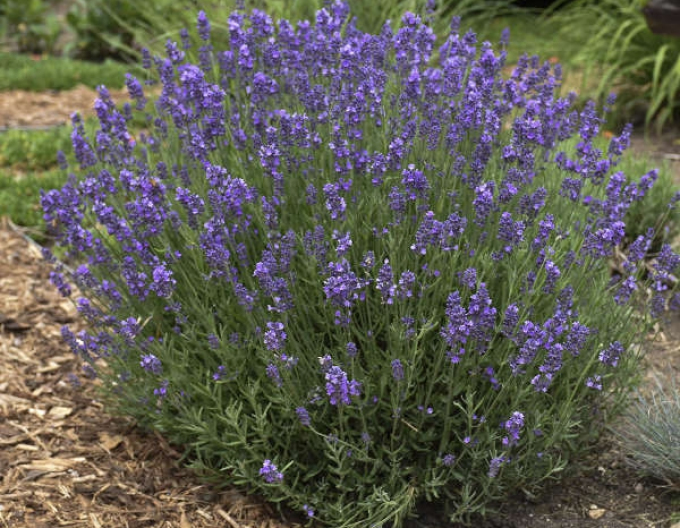 Levanduľa ‘Hidcote Blue’