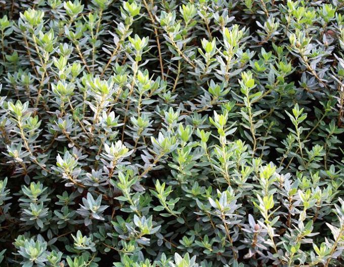 Rododendrón ´Ramapo´