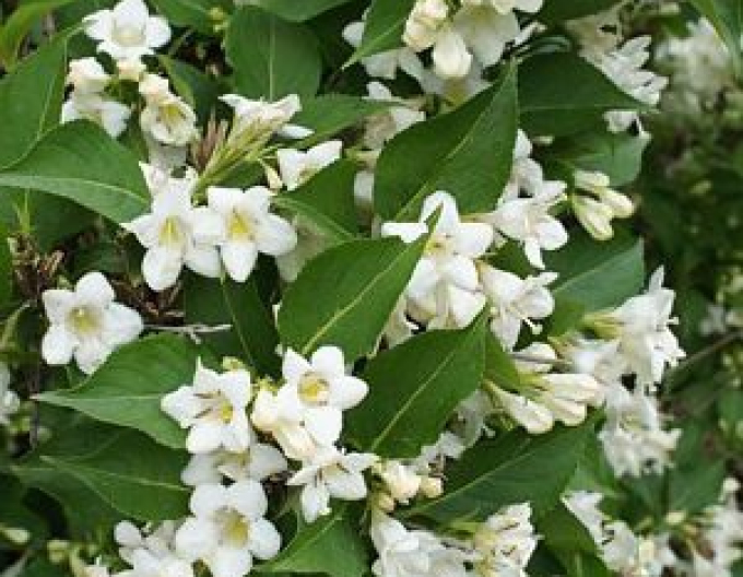 Vajgélia ´Snow Flake´