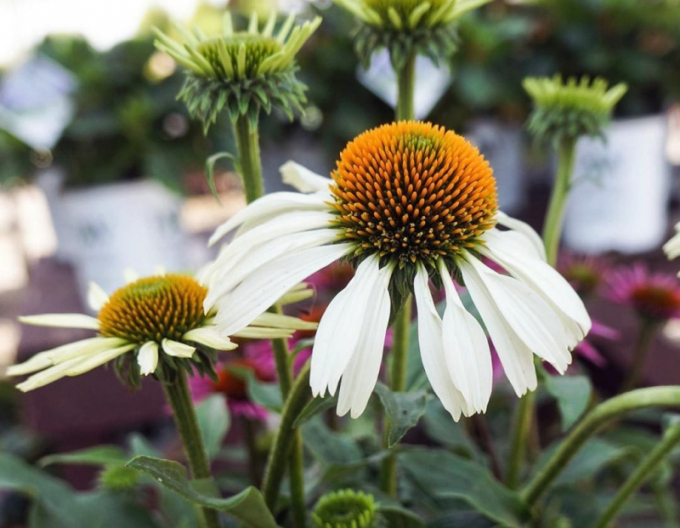 Echinacea ´Alba´