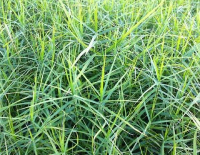 Ostrica muskigumenská ´Little Midge´