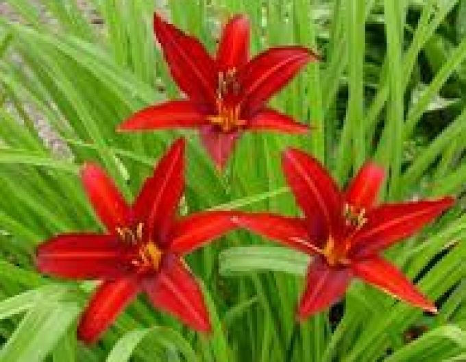 Ľaliovka ´Crimson Pirate´