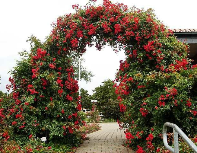 Ruža stromčeková previslá ´Sommerabend´