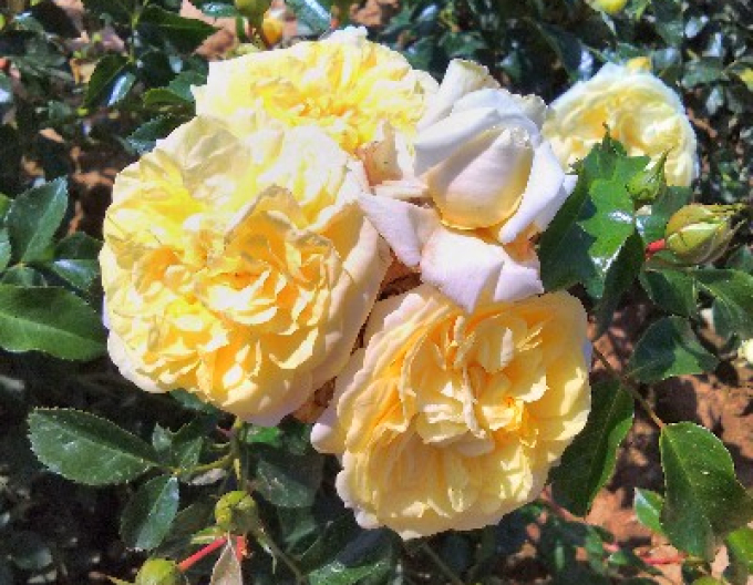 Ruža stromčeková previslá ´Solemio´