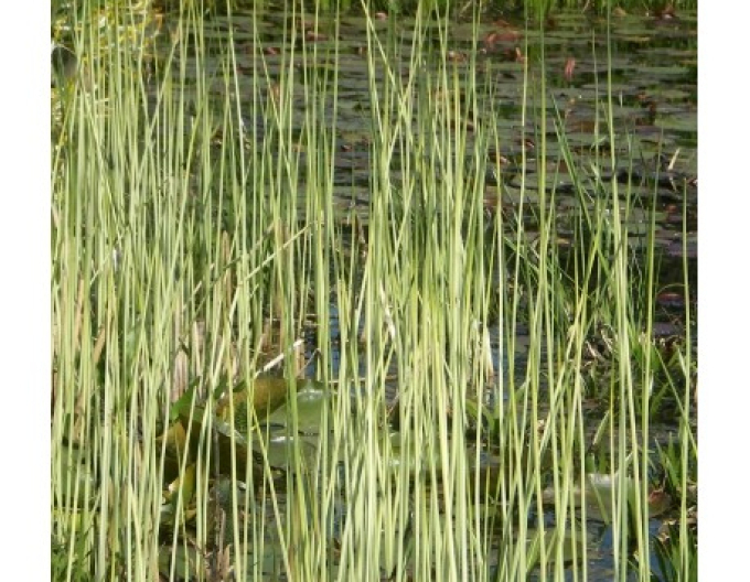 Škripinec jazerný ´Albescens´