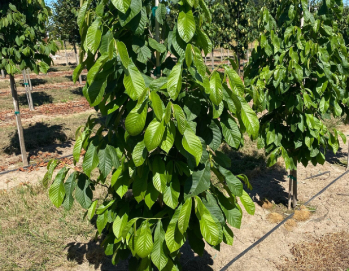 Asimina trojlaločná ´Paw Paw´ - Banán Severu