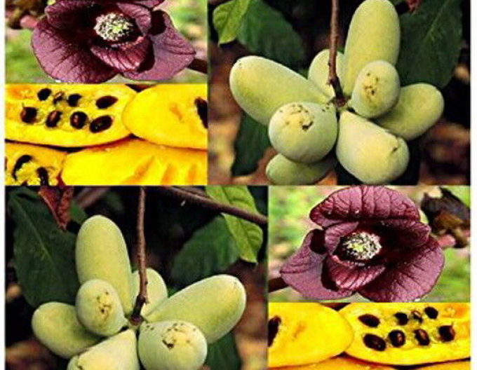 Asimina trojlaločná ´Paw Paw´ - Banán Severu