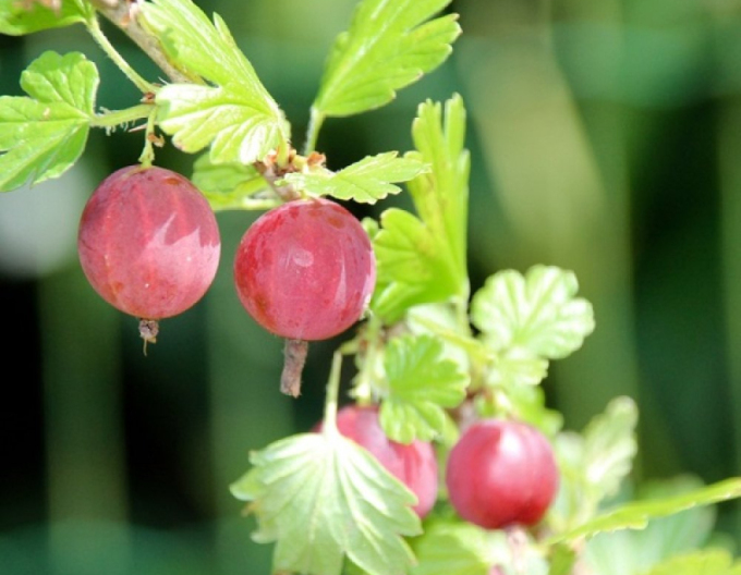 Egreš ´Niesluchowski´ Stromčekový, kont. 2l