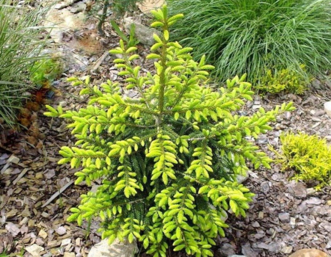 Smrek východný ´Golden Start´