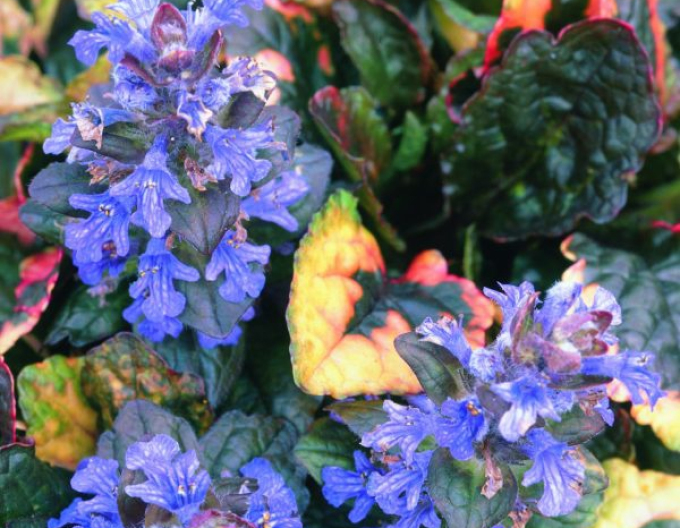 Zbehovec plazivý ´Rainbow´