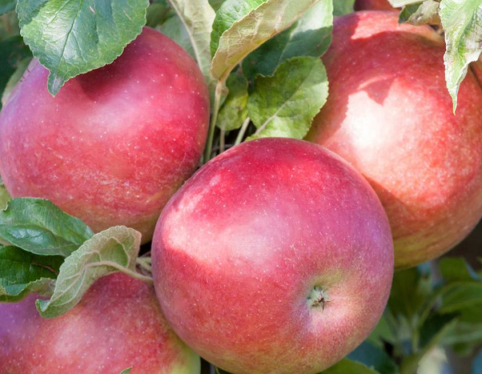 Jabloň stĺpová ´Cumulus´ zimná, podp. MM106, kont. 5l