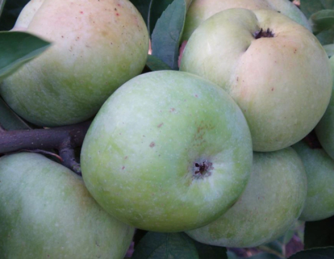 Jabloň ´Priesvitná letná´,  podpn. M9, voľnok.