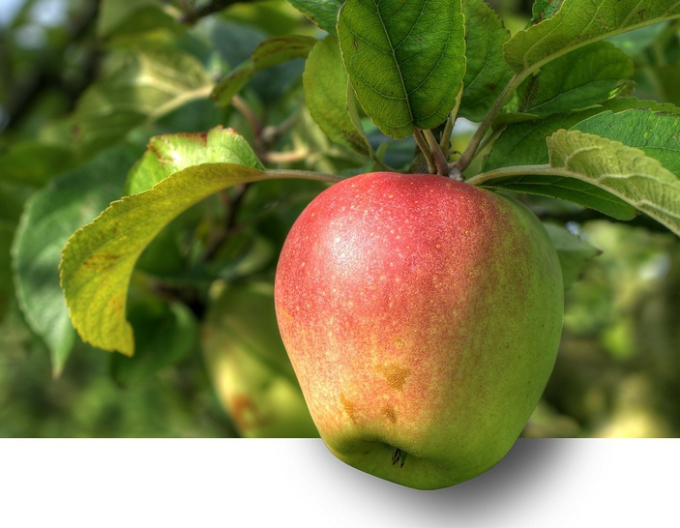 Jabloň ´Pinova´ zimná, podpn. M26, voľnok.