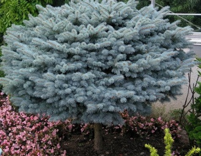 Smrek pichľavý ‘Glauca Globosa´ na kmienku