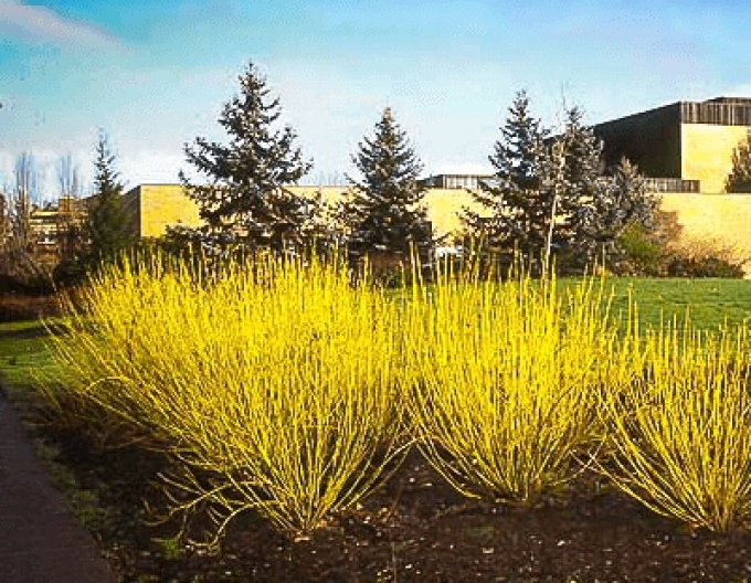 Svíb biely "FLAVIRAMEA" 10l