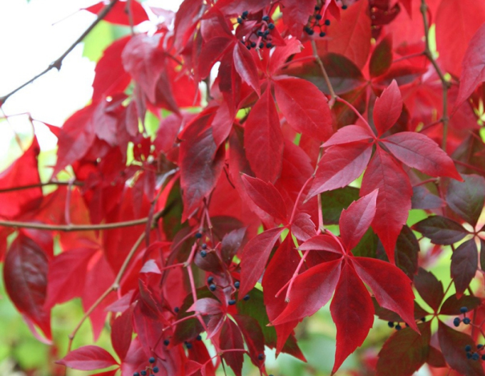 Pavinič  päťlaločný