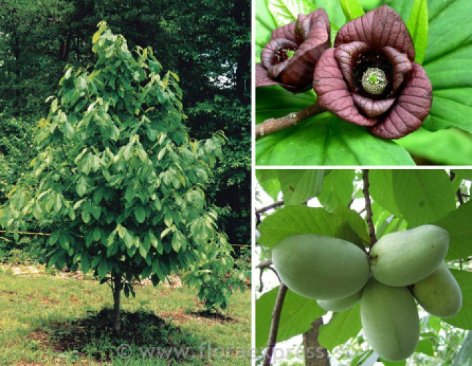 Asimina trojlaločná ´Prima 1216´ - Banán Severu
