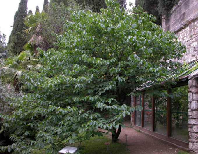 Asimina trojlaločná ´Overleese´ - Banán Severu