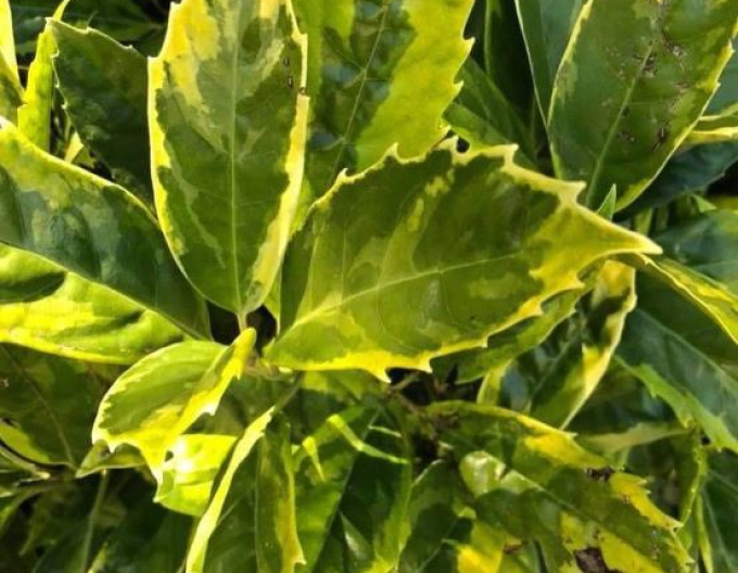 Aukuba japonská ´Sulphurea Marginata´