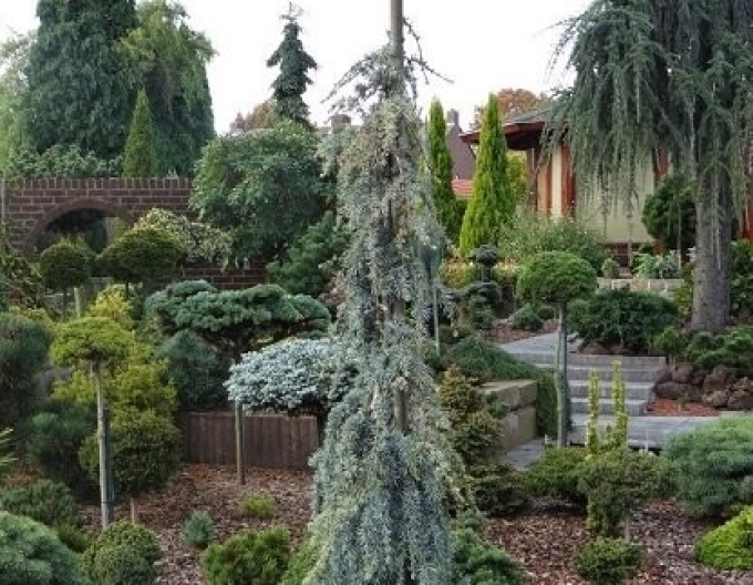 Céder libanonský ´Atlantica La Fontaine´