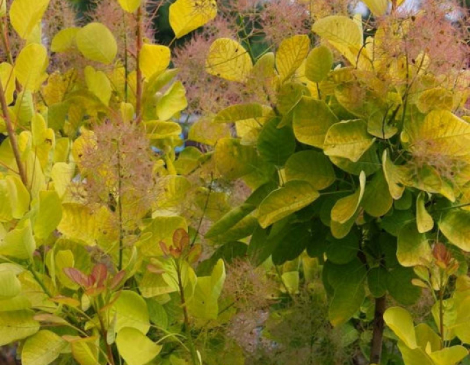 Škumpa vlasatá ´Golden Lady´