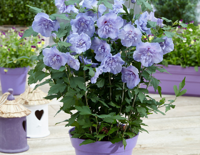 Ibištek sýrsky ´Blue Chiffon´