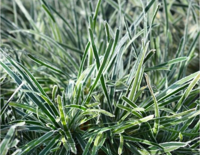 Ficínia ´Ice Crystal´