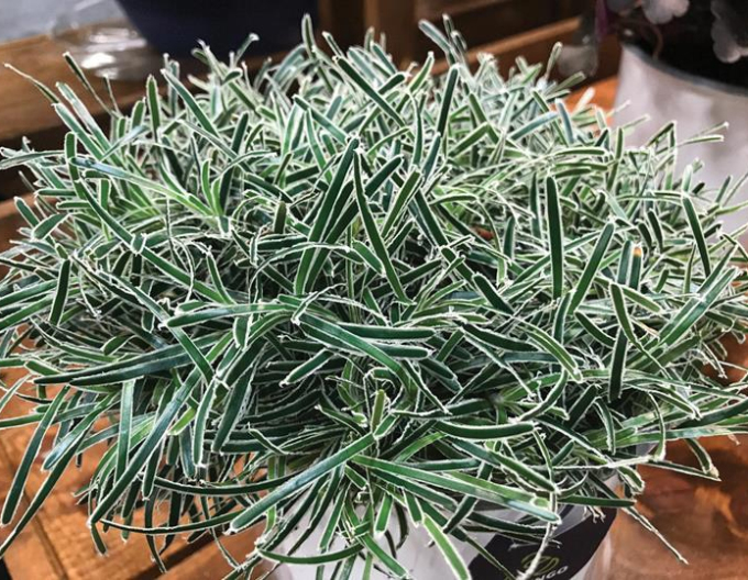 Ficínia ´Ice Crystal´