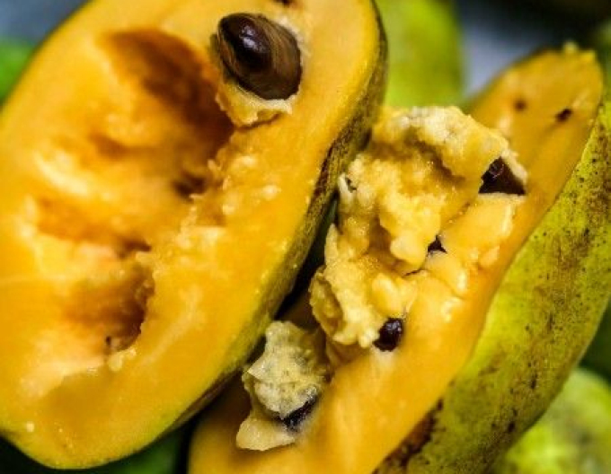 Asimina trojlaločná ´Overleese´ - Banán Severu