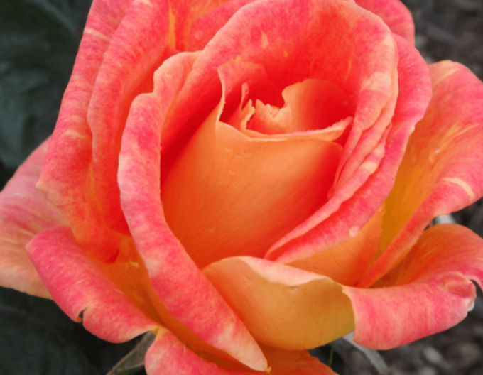 Ruža stromčeková ´Harry Wheatcroft´