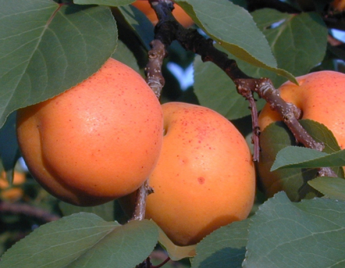 Marhuľa ´Goldrich´poloskorá, podp. Myrobalán, kont. 18l