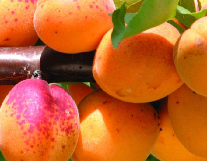 Marhuľa ´Veľkopavlovická´ skorá, podp. Myrobalán, voľnok.