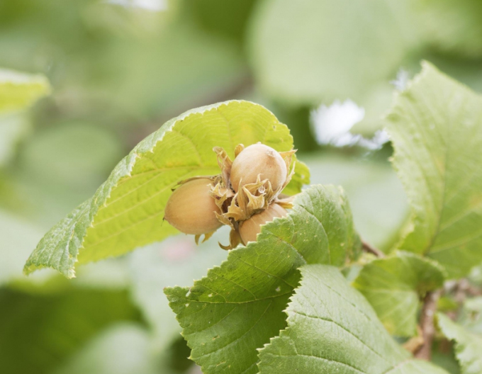 Lieska Obyčajná ´Segorbe´, kont. 5l