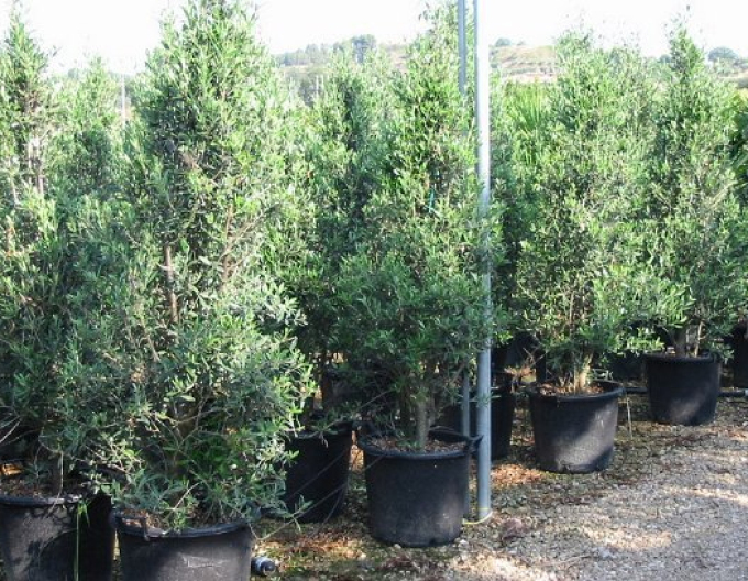 Olivovník európsky ´Cipressino´ 190 - 200cm