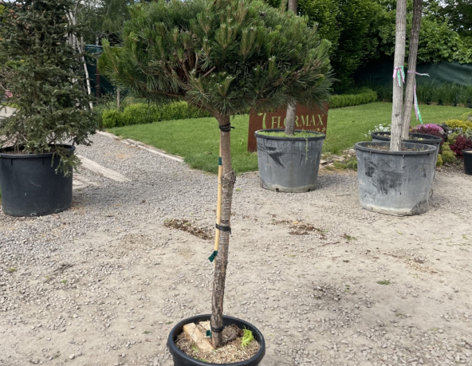 Borovica čierna ’ Brepo´ na kmienku 70cm