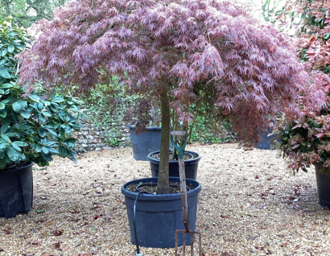 Javor dlaňovitolistý ´Garnet´ na kmienku 190cm